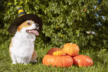 Cute Welsh Corgi dog dressed in a festive halloween black and yellow witch hat, sitting next pile of different sized orange pumpkins on green grass on a background of trees