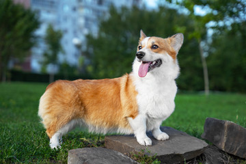 portrait happy and active purebred Welsh Corgi dog outdoors in the park on a sunny summer day.