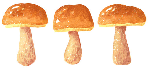 Mushroom Boletus edulis, hand drawn watercolor illustration isolated on white.