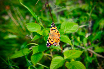 Vanessa Cardui butterfly on a pink flower