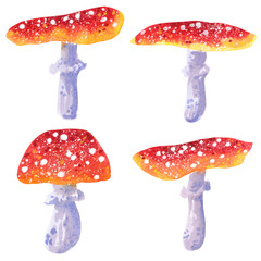 Poisonous mushrooms, Amanita muscaria, hand drawn watercolor illustration isolated on white.