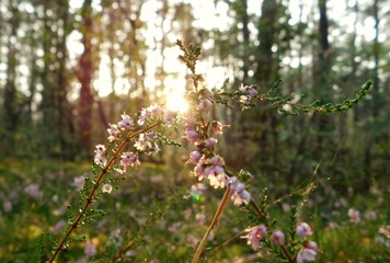 flowers in spring