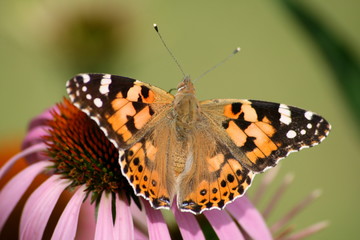 Fototapeta na wymiar Schmetterling auf Blume 