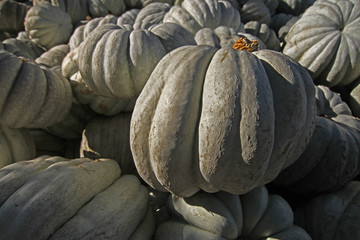 Pumpkin
