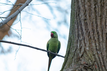 green parrot on the branch