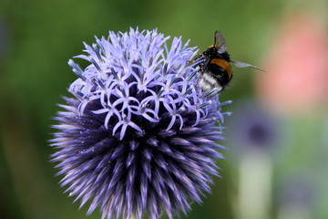 Kugeldiestel mit Biene 