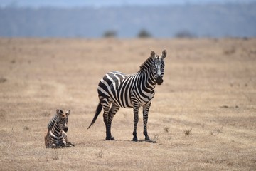 Fototapeta na wymiar Zebra family