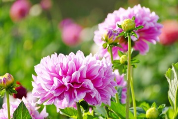 Obraz premium 《Międzynarodowy Ogród Dalii》 Miasto Akita, Prefektura Akita