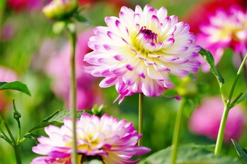 Obraz premium 《国際ダリア園》秋田県秋田市