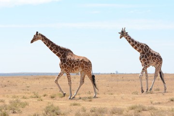 Giraffes in Kenya