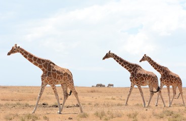 Giraffes in Kenya