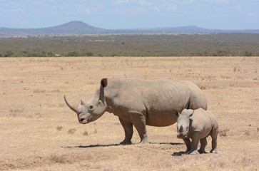 Obraz premium Rhino family