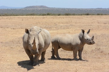 Fototapeta premium rhinos in Kenya