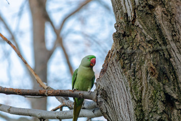 green parrot on the branch