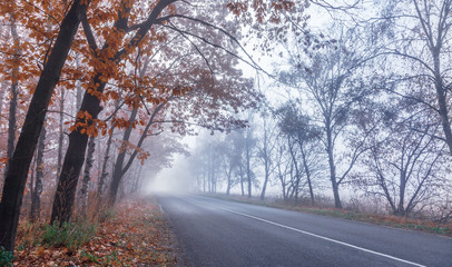 Foggy autumn road. Fall trees with orange and red leaves. Nature background.
