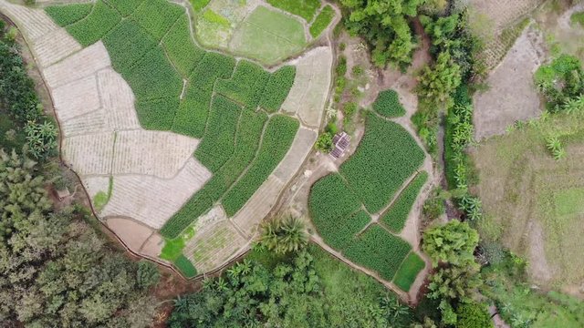 Green terrace rice field aerial view in Nan,Thailand. Rainy season. Shot from drone