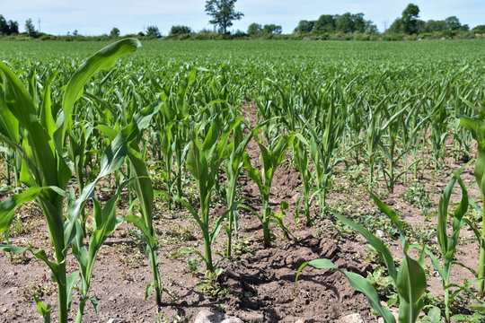 Farmers corn field in a low perspective image