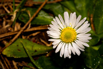 daisy on the grass