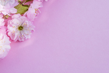 Fototapeta na wymiar Violet paper blank and beautiful flowers of almond plant on it.