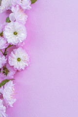 Naklejka na ściany i meble Violet paper blank and beautiful flowers of almond plant on it.