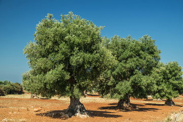 Mediterranean olive plantation and an old olive tree in the foreground.