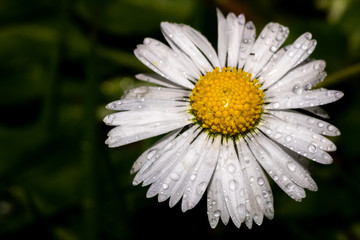 Obraz premium daisy in the grass