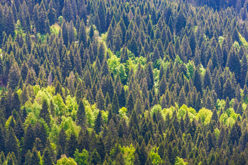 Mount Grappa in Italy