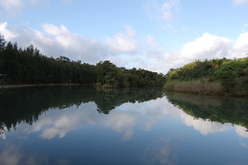 Fototapeta na wymiar 川沿いの森が水面に反射している