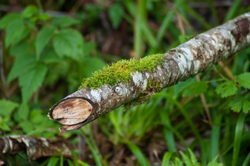 Closeup of face shape in a tree branch in the forest