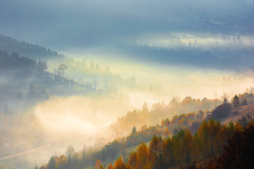Obraz premium glowing fog in the morning. beautiful scenery of nature phenomenon in autumn at sunrise. trees on the hill in fall colors. majestic view from the top of a mountain