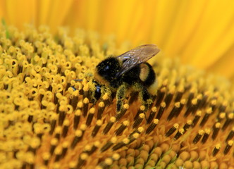 Biene auf Sonnenblumenblüte