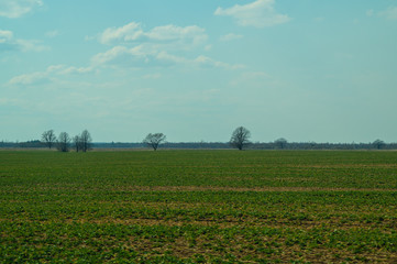 Fototapeta na wymiar Field and the sky nature landscape background. horizon line