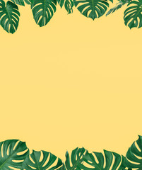 Fototapeta na wymiar Monstera leaf on yellow background, Top view, Summer and sweet spring concept, design with copy space for text.