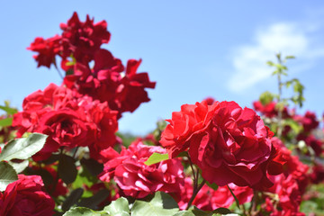 pink roses in the garden. Coral rose flower blooming in the park. blue sky, background.