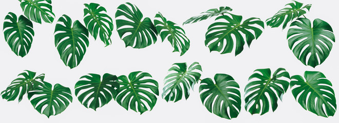 Green fresh Monstera leaf set isolated on light gray wall background, Monstera Deliciousa leaves is a tropical tree that can be grown indoors, Summer and spring concept, High quality image.