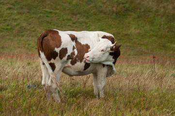 Fototapeta na wymiar portrait of brown and white cow in a meadow