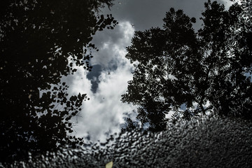 Reflection of trees in the water