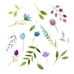 Floral elements. Meadow flowers and leaves. Watercolor illustration