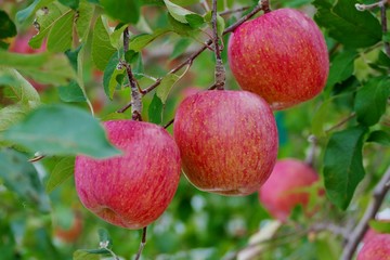 《青森の林檎》青森県弘前市