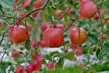 《青森の林檎》青森県弘前市