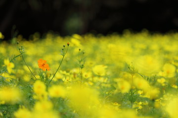 キバナコスモス（レモンブライト）