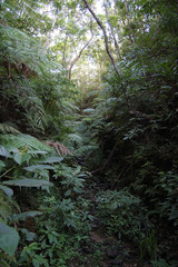 南国沖縄のジャングルの植物