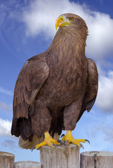 Sea eagle (Haliaeetus albicilla) portrait