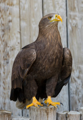 Sea eagle (Haliaeetus albicilla) portrait