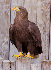 Sea eagle (Haliaeetus albicilla) portrait