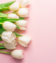 White tender tulips on lightpink background.
