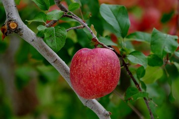 《青森の林檎》青森県弘前市