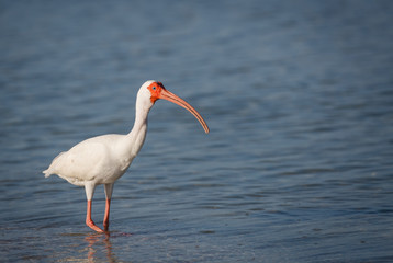 Weißer Ibis am Meer