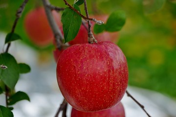《青森の林檎》青森県弘前市