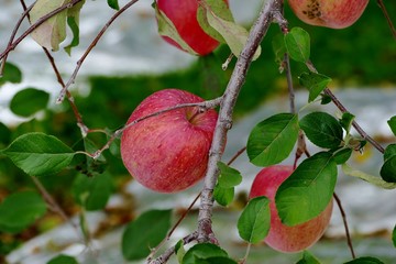 《青森の林檎》青森県弘前市